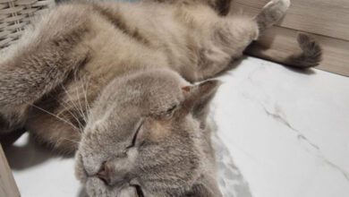 Минута отдыха Почему кошки иногда притворяются спящими: 3 причины Животные  Минута отдыха Почему кошки иногда притворяются спящими: 3 причины Животные