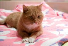 Минута отдыха 5 скрытых источников опасности для кошки в доме: многие хозяева не знают об этом Животные 