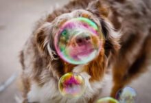 Минута отдыха Мыльные пузыри и удивление братьев наших меньших Животные 