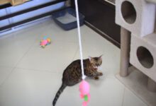 Минута отдыха Почему кошка кричит перед тем, как сходить в туалет: 3 возможных объяснения - есть ли повод для беспокойства Животные 