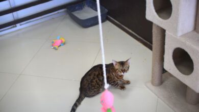 Минута отдыха Почему кошка кричит перед тем, как сходить в туалет: 3 возможных объяснения - есть ли повод для беспокойства Животные 