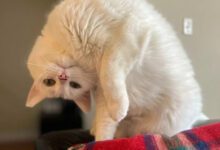 Минута отдыха Чудаковатые коты, которые довели хозяев до истерического смеха Животные 