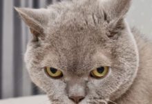 Минута отдыха Что делать, если домашний кот просится на улицу: практические советы для владельцев Животные 