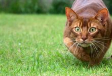 Минута отдыха Котики-следопыты на охоте Животные 