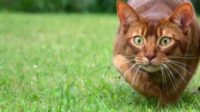 Минута отдыха Котики-следопыты на охоте Животные  Минута отдыха Котики-следопыты на охоте Животные