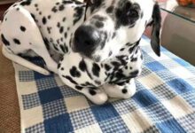 Минута отдыха У этих собак отключились некоторые базовые функции Животные 