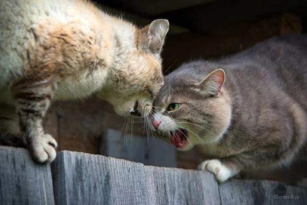 Котики, соперничество и противостояние