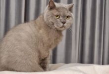 Минута отдыха Как обеспечить кошке долгую и счастливую жизнь: 5 важных правил - их легко соблюдать Животные 