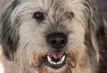 Минута отдыха Собаки и старость: как обеспечить комфорт и заботу вашему пожилому питомцу Животные 