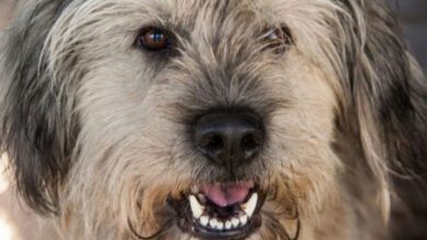 Минута отдыха Собаки и старость: как обеспечить комфорт и заботу вашему пожилому питомцу Животные  Минута отдыха Собаки и старость: как обеспечить комфорт и заботу вашему пожилому питомцу Животные