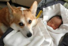 Минута отдыха Заботливые хвостатые няни из мира животных Животные 