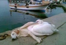 Минута отдыха Любовь этих животных способна обогреть весь мир Животные 