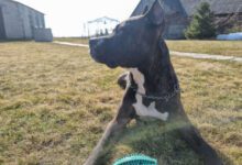 Минута отдыха Кого из членов семьи хозяина собака считает слабым человеком: эти факты удивят многих Животные 