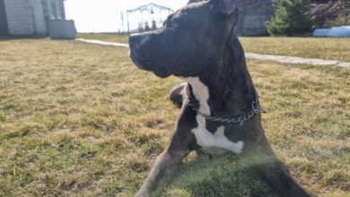 Минута отдыха Кого из членов семьи хозяина собака считает слабым человеком: эти факты удивят многих Животные 