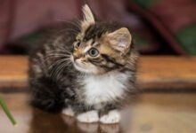 Минута отдыха Как распознать лишай у кошки: верные признаки Животные 