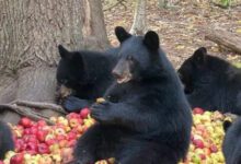 Минута отдыха Снимки случаев, когда животные вели себя как маленькие дети Животные 