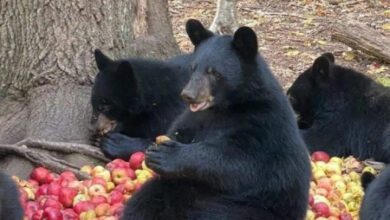 Минута отдыха Снимки случаев, когда животные вели себя как маленькие дети Животные  Минута отдыха Снимки случаев, когда животные вели себя как маленькие дети Животные