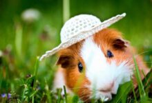 Минута отдыха Бывает ли у животных аппендицит? Интересное 