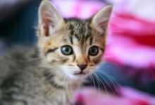 Минута отдыха Почему кошка активна по ночам: эксперты назвали 3 главные причины Животные 