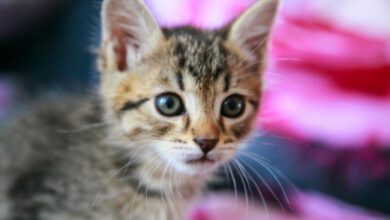 Минута отдыха Почему кошка активна по ночам: эксперты назвали 3 главные причины Животные 