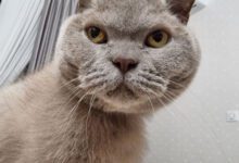 Минута отдыха 5 типов людей, которые не нравятся кошкам Животные 