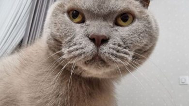 Минута отдыха 5 типов людей, которые не нравятся кошкам Животные  Минута отдыха 5 типов людей, которые не нравятся кошкам Животные