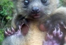 Минута отдыха Милые детёныши животных, которые очаруют кого угодно Животные 