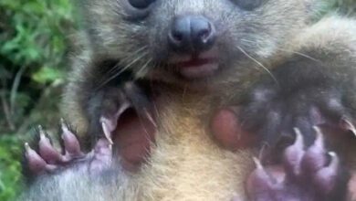 Минута отдыха Милые детёныши животных, которые очаруют кого угодно Животные 