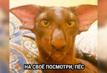 Минута отдыха Мем №1467834 Анекдоты 