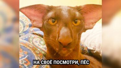 Минута отдыха Мем №1467834 Анекдоты 