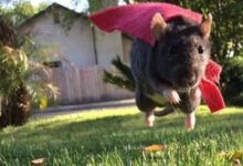 Минута отдыха Снимки с домашними крысами, которые стали великолепными друзьями Животные 