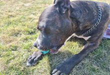 Минута отдыха Почему собаки любят игрушки с пищалками: несколько теорий Животные 