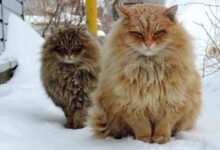 Минута отдыха Список самых ласковых, добрых и преданных пород кошек Животные 