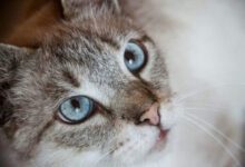 Минута отдыха Можно ли сделать кошку вегетарианкой: как питомцы относятся к растительной диете Животные 