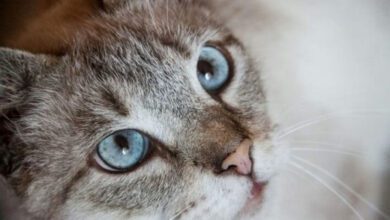 Минута отдыха Можно ли сделать кошку вегетарианкой: как питомцы относятся к растительной диете Животные  Минута отдыха Можно ли сделать кошку вегетарианкой: как питомцы относятся к растительной диете Животные