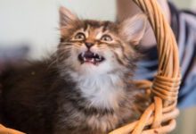 Минута отдыха 10 звуков, которые издают кошки: узнайте, что они означают Животные 