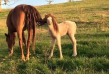 Минута отдыха Милые мамины хвостики из мира животных Животные 