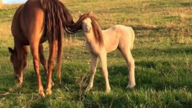 Минута отдыха Милые мамины хвостики из мира животных Животные 