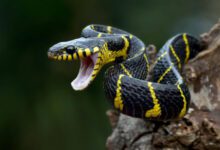 Минута отдыха Можно ли отличить ядовитую змею от неядовитой и как это сделать? Интересное 