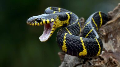 Минута отдыха Можно ли отличить ядовитую змею от неядовитой и как это сделать? Интересное 