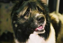 Минута отдыха Названы главные ошибки в дрессировке собак: делают занятия бесполезными Животные 