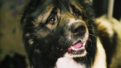 Минута отдыха Названы главные ошибки в дрессировке собак: делают занятия бесполезными Животные  Минута отдыха Названы главные ошибки в дрессировке собак: делают занятия бесполезными Животные