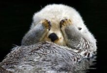 Минута отдыха Милые животные прикрыли глаза лапками Животные 