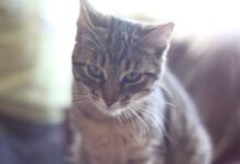 Минута отдыха Как кормить кошку, чтобы продлить ее жизнь на 5 лет: соблюдайте 3 правила Животные 