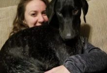 Минута отдыха Истории животных, которые ещё вчера были бездомными Животные 