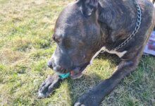 Минута отдыха Какую собаку завести при напряженном рабочем графике: 3 породы на выбор Животные 