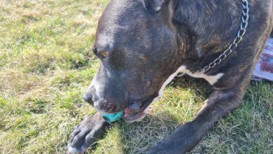 Минута отдыха Какую собаку завести при напряженном рабочем графике: 3 породы на выбор Животные  Минута отдыха Какую собаку завести при напряженном рабочем графике: 3 породы на выбор Животные