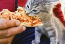 Минута отдыха Реакция котиков, которые попробовали новую для себя еду Животные 