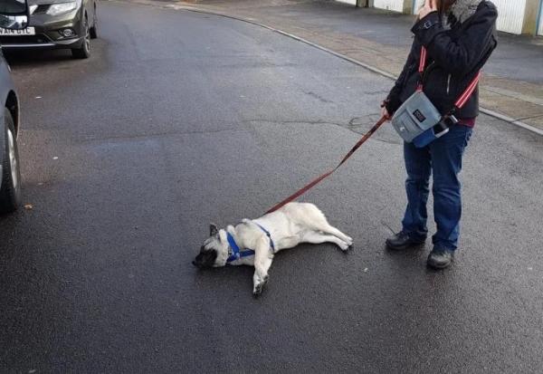 Домашние любимцы, которые умеют удивлять своих хозяев