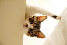 Минута отдыха Котики обожают вид с высоты Животные 